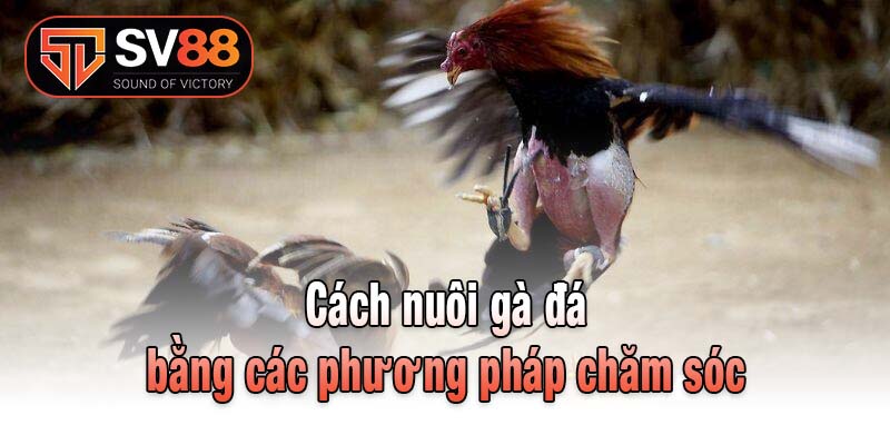 Cách nuôi gà đá bằng các phương pháp chăm sóc
