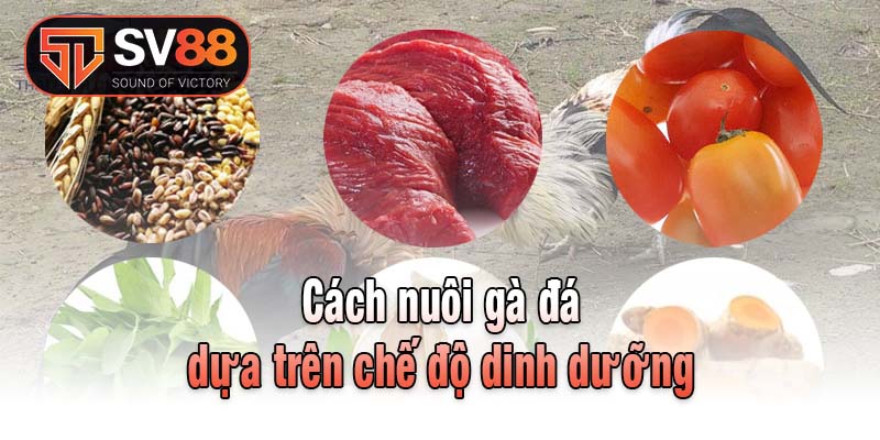 Cách nuôi gà đá dựa trên chế độ dinh dưỡng