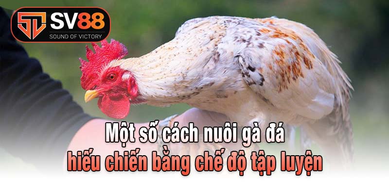 Một số cách nuôi gà đá hiếu chiến bằng chế độ tập luyện