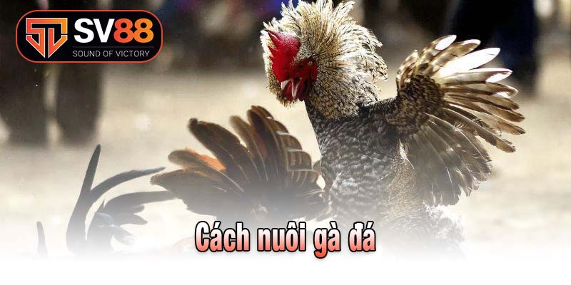 Cách Nuôi Gà Đá
