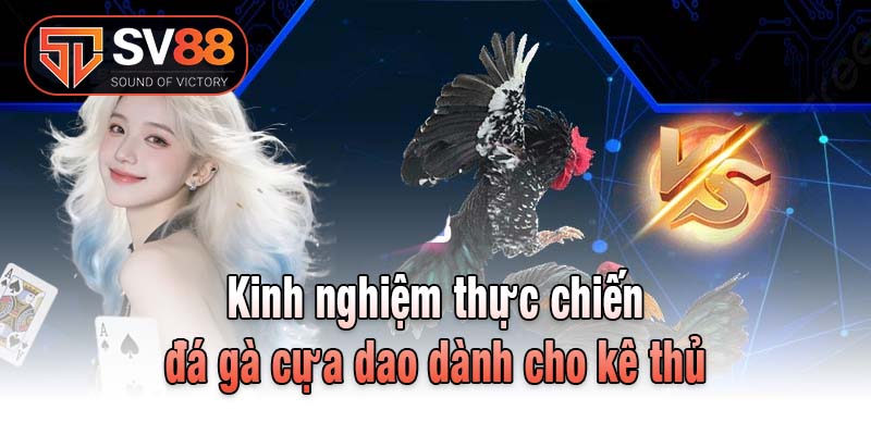 Kinh nghiệm thực chiến đá gà cựa dao dành cho kê thủ