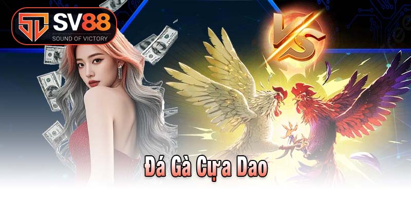 Đá gà cựa dao