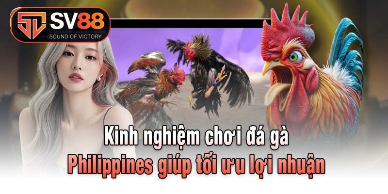Kinh nghiệm chơi đá gà Philippines giúp tối ưu lợi nhuận