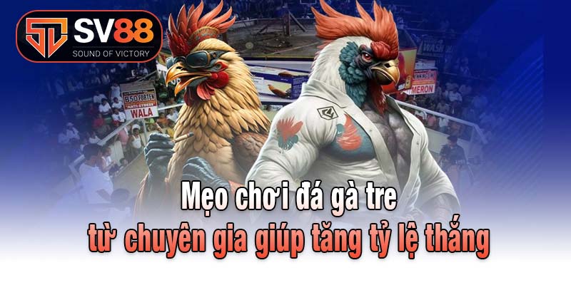 Mẹo chơi đá gà tre từ chuyên gia giúp tăng tỷ lệ thắng
